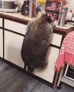 This absolute unit of a raccoon Fat Raccoon, Raccoon Pictures, Cute Raccoons, Fat Animals, Trash Pandas, Pet Raccoon, 9gag Funny, Image Chat, Cute Raccoon