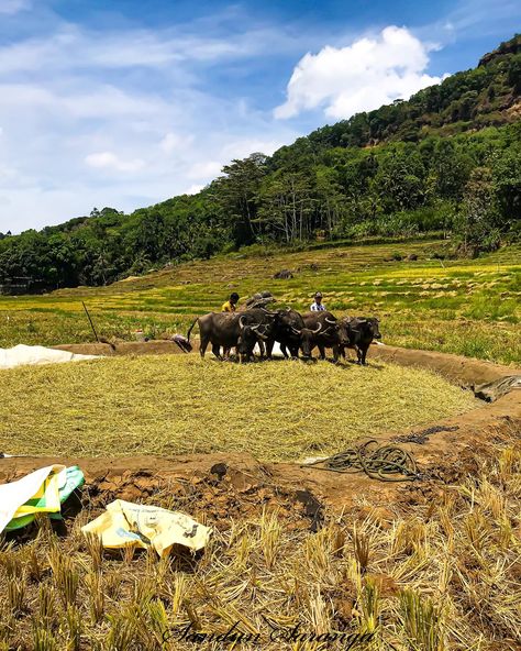 This process is known as “Vihiru Gama” or “Vihiru Gäma” in Sinhala, which translates to “threshing the paddy.” Once the paddy crop has fully matured and dried in the field, farmers gather the stalks and bundle them together. These bundles are then spread out on a flat, dry surface, typically a threshing floor made of compacted clay or concrete. At this point, the farmers bring in their buffaloes, which play a crucial role in separating the paddy grains from the stalks and leaves. The buffa... Indian Farmers Images, Agriculture Photography Farmers India, Farmers Working In Field, Farmer In The Dell, Western Ghats Karnataka, Threshing Floor, Farmer, Bundles, Bring It On