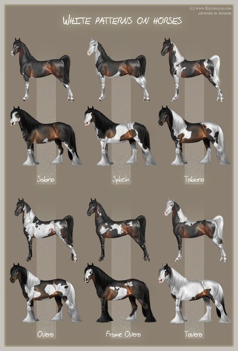 White Patterns On Horses Cool Horse Coats, Horse Color Chart, Ahal Teke, Horses Breeds, Different Horse Breeds, Horse Markings, Horse Coat Colors, Horse Facts, Horse Anatomy