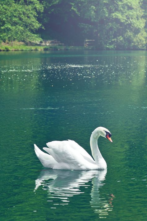 Biggest Bird, Bird Names, Swan Photography, Swan Pictures, Swan Painting, Swans Art, Beautiful Swan, Airbrush Art, White Swan