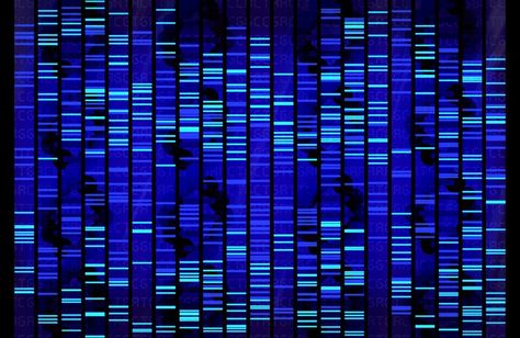 How Our Genes Change Our Lives—and Our Lives Change Our Genes Human Genome Project, Jennifer Doudna, Dna Facts, Science Information, Dna Jewelry, Dna Art, Genome Sequencing, Genetic Algorithm, Dna Sequence