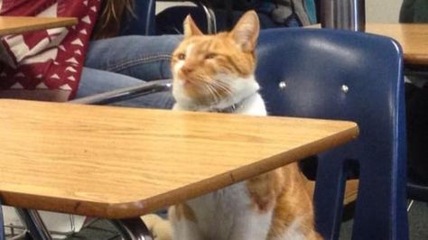 The students like him so much that they’ve created a Facebook page to document his exploits, that has over 16,000 followers. | A Cat Hung Around A High School So Much That They Made Him A Student Gatos Cool, Cat Post, Teacher's Pet, It's Raining, Cat Humor, Kitty Kitty, Funny Pictures With Captions, Ginger Cats, Cat Names