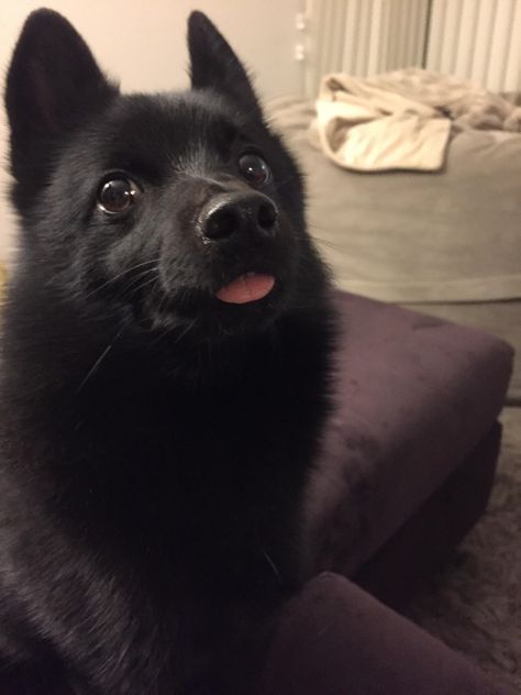 My schipperke looking very skeptical . . . . . . . . . . . . #puppy #cute #pet #love #dogstagram #dogs #petstagram #doglover #pets #nature #animals #adorable #followme #pup #doggytheworld #instapet #petsagram #lovedogs #fun #puppylove #friends #beach #funny #life #lol #cool #puppies #doggy #cat #picoftheday #chihuahua #petsofinstagram Schipperke Dog, Animals Adorable, Puppy Cute, Dog Icon, Puppies And Kitties, Pets 3, Funny Life, Kinds Of Dogs, Cute Pet