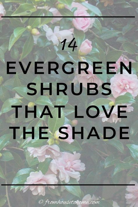 If you’re wondering what evergreen shrubs for shade to plant in your garden, then read this! They’re helpful ideas for colorful evergreen bushes for shade. I am so saving this list of evergreens to grow myself soon!! #fromhousetohome #evergreen #shrubs #gardenplants Bushes For Shaded Areas, Evergreens For Landscaping, Evergreen Shrubs For Shade, Flowering Shrubs For Shade, Evergreen Bushes, Shrubs For Shade, Evergreens For Shade, Foundation Plants, Kalmia Latifolia