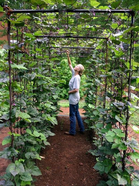 Now that's a great way to grow beans!!   DIY vegetable garden building a bean tunnel! Bean Tunnel, Vegetable Garden Design Diy, Grow Beans, Bean Trellis, Plantarea Legumelor, Vertical Vegetable Gardens, Vegetable Gardening Ideas, Vertical Vegetable Garden, Garden Vines