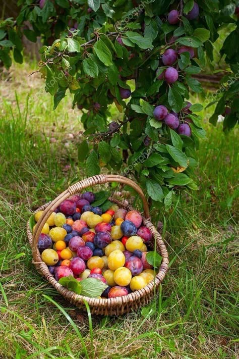 Fruit Vampire, Agriculture Aesthetic, Harvest Aesthetic, Living In Nature, Future Farms, Farm Lifestyle, Food Forest, Growing Fruit, Fruit Garden