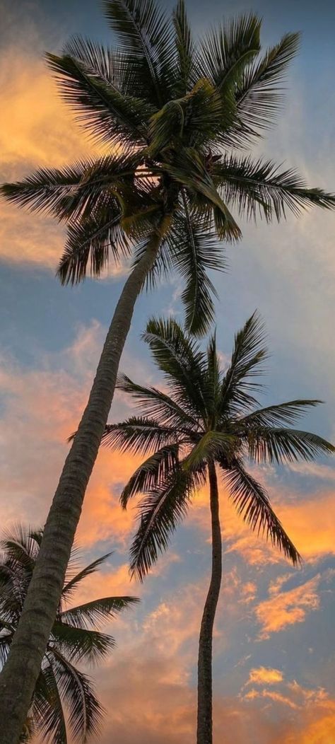 Iphone 7 Aesthetic Wallpaper, Palm Tree Wallpaper Iphone Aesthetic, Iphone Summer Wallpaper Aesthetic, Summer Asthetics Photos Wallpaper, Summer Asethic Photos, Tropical Wallpaper Aesthetic, Palm Tree Wallpaper Iphone, Tropical Wallpaper Iphone, Beachy Sunsets