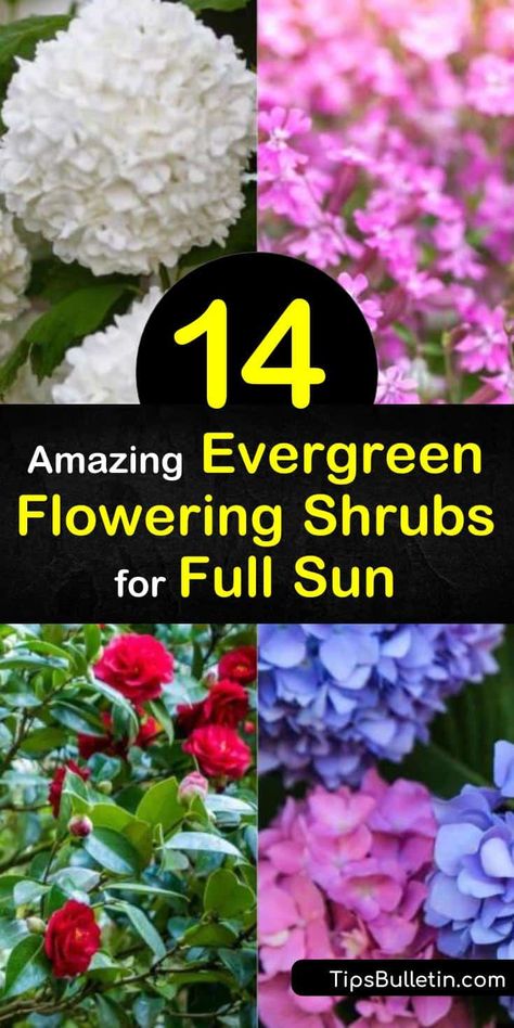 Flowering Evergreens, Flowering Bushes Full Sun, Evergreen Shrubs Full Sun, Flowering Evergreen Shrubs, Flowering Shrubs Full Sun, Shrubs For Full Sun, Landscaping Deck, Full Sun Landscaping, Foundation Plants