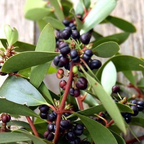 One of our favourite Australian Native ingredients Mountain Pepperberry (Tasmannia lanceolata), aka Tasmanian pepper, native pepper or bush pepper. This pepper is found in rainforests in Tasmania but also cool temperate forests in in south eastern Australia - it is even found in our own backyard in Barrington Tops. Traditionally, mountain pepper was used for both its antiseptic properties and its flavour. The fruit or berries would be used as a poultice for toothache. But it was also used... Tasmanian Pepperberry, Pepper Berry, Pepper Tree, Sbs Food, Native Australians, Pepper Steak, Flavor Enhancers, Australian Native, The Hunter