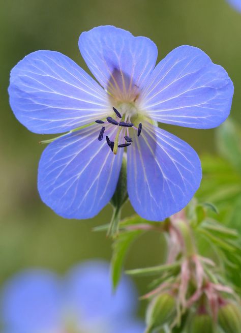 Meadow Cranesbill, Plant Outdoor Ideas, London Cottage, Flower Flash, Geranium Pratense, Unicorn Garden, Blue Geranium, Eloise Bridgerton, Cranesbill Geranium