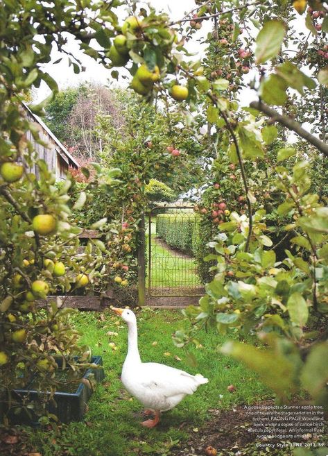 Apple Orchard, Fruit Garden, Hobby Farms, Country Gardening, Garden Cottage, Farm Gardens, Apple Tree, On The Farm, Dream Garden