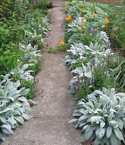 great idea since I have just dug up a ton of them . . . they really look better interspersed like this photo Lambs Ear Plant, Stachys Byzantina, Ear Seeds, Lamb's Ear, Plants Growing, Ground Cover Plants, Lambs Ear, Garden Borders, Yard And Garden