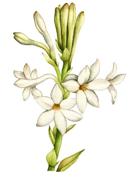 Perfume Tattoo, Tuberose Flower, Magic Flower, Flower References, Fruits Plants, Flower Illustrations, Journaling Pages, Favourite Flowers, White Magic