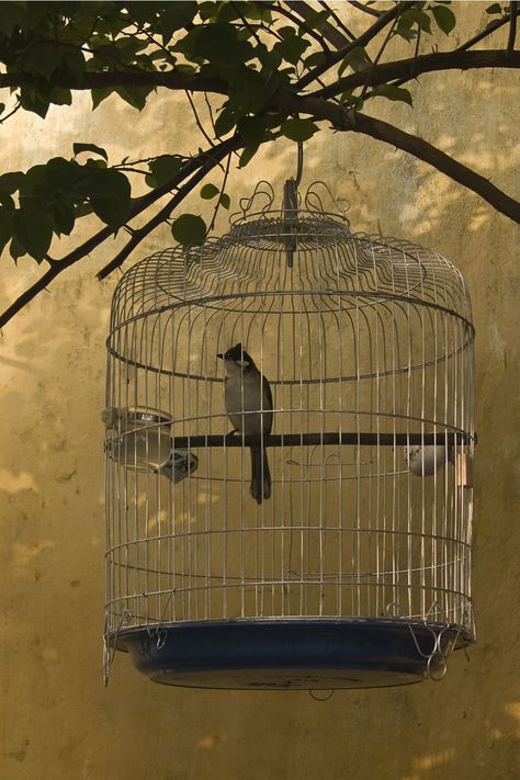 Dreaming about birds in a cage Birds In Cage Photography, Feel Everything So Deeply, Birds In Cage, Cage Photography, Silhouette Wallpaper, Public Aquarium, Caged Bird, Best Wallpaper Hd, Peace And Prosperity