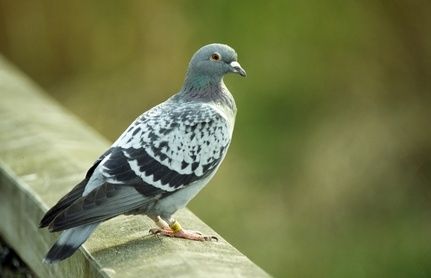 Pigeon Costume, Get Rid Of Pigeons, Pigeon Repellent, Starfish Costume, Bird Costumes, Easy Weekend Projects, Bird Repellents, Bird Costume, Bird House Kits