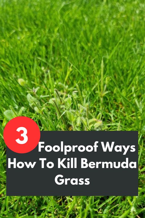 Tired of battling Bermuda grass? Discover the ultimate solution with our guide on "3 Foolproof Ways How To Kill Bermuda Grass!" Say goodbye to stubborn invasive grass and reclaim your lawn with these effective methods. From herbicides to natural remedies, we've got you covered. Learn step-by-step techniques and unleash the power to eradicate Bermuda grass once and for all. Get ready to enjoy a lush, Bermuda grass-free lawn with our expert tips and techniques. Fescue Lawn, Clover Lawn, Fescue Grass, Bermuda Grass, Healthy Lawn, Wild Grass, How To Get Thick, South Texas, Grass Seed