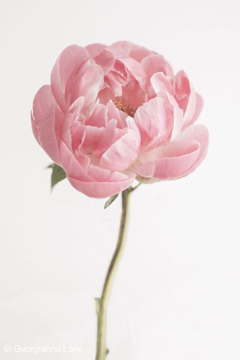 single pink peony Flowers Photography Peonies, Peonies Garden, Trendy Flowers, Garden Photography, Peony Flower, Pink Peonies, Love Flowers, Amazing Flowers, Flowers Photography