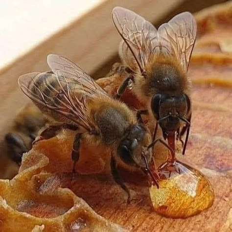 Tattoo Health, Aesthetic Health, Bees And Honey, Bee Stuff, I Love Bees, Bee Photo, Bees And Wasps, Birds And The Bees, Bee Garden