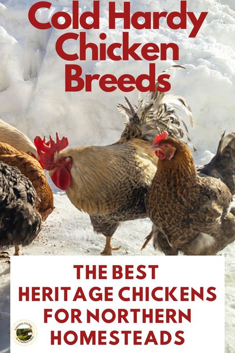 The top chicken breeds for cold climates. These dual purpose chickens do great in Canadian winters. Raise these hardy chickens for meat and eggs! Cold Weather Chickens, Heritage Breeds Livestock, Chicken Breeds For Eggs, Best Chicken Breeds, Heritage Chicken Breeds, Chickens 101, Preparing For Winter, Heritage Chickens, Chicken Flock