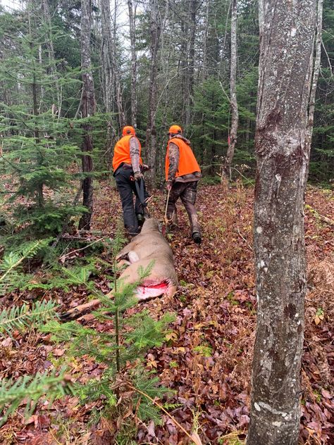 Hunter Deer, Hunting Photography, Blood Hunter, Big Deer, Game Hunting, Northern Maine, Big Game Hunting, Waterfowl Hunting, Hunting Life