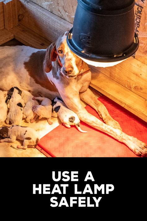 How to Use a Heat Lamp Safely Heat Lamp For Dog House, Heat Lamp, Duck House, Be Dangerous, Indoor Lamp, Heat Lamps, Fire Hazard, Electrical Connection, Tiffany Lamps