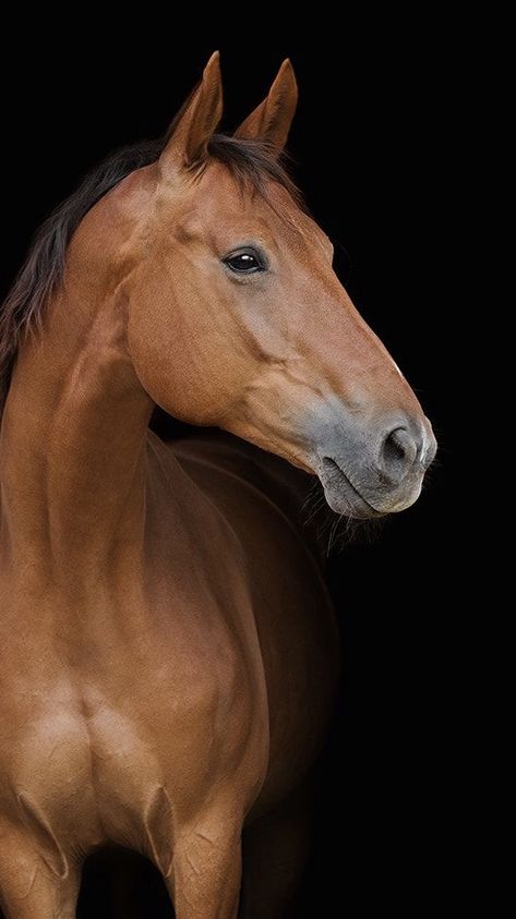 Horse Wallpapers, Portrait Horse, Horse Cake, Beautiful Horse Pictures, Most Beautiful Horses, Horse Portrait, Brown Horse, I Love Horses, Horse Drawings