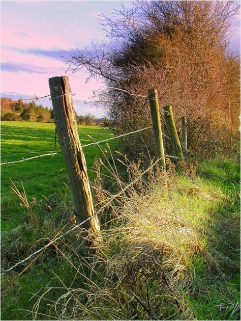 Front Yard Fencing, Rustic Fences, Backyard Fencing, Yard Fencing, Temporary Fence, Fence Metal, Horse Fence, Fence Door, Gabion Fence