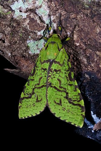 Nz Native Insects, Puriri Moth, Green Moth, Vanessa Cardui, Cool Insects, Bug Tattoo, Insect Photography, Moth Art, Cool Bugs