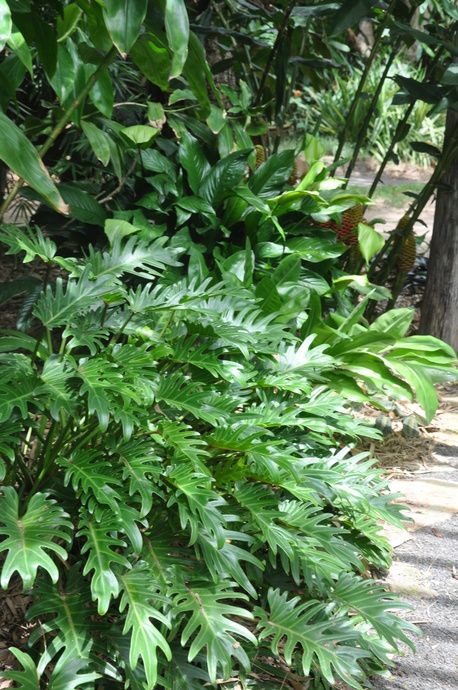 Subtropical Garden, Philodendron Xanadu, Full Shade Plants, Tropical Garden Plants, Pool Plants, Balinese Garden, Tropical Garden Ideas, Tropical Garden Design, Tropical Backyard