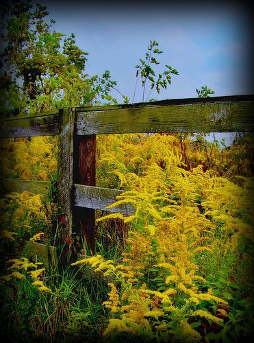 Kentucky Flowers, Kentucky State Flower, Farm Images, Happy Autumn, Golden Rod, Kentucky State, Autumn Days, City Garden, Rural Area