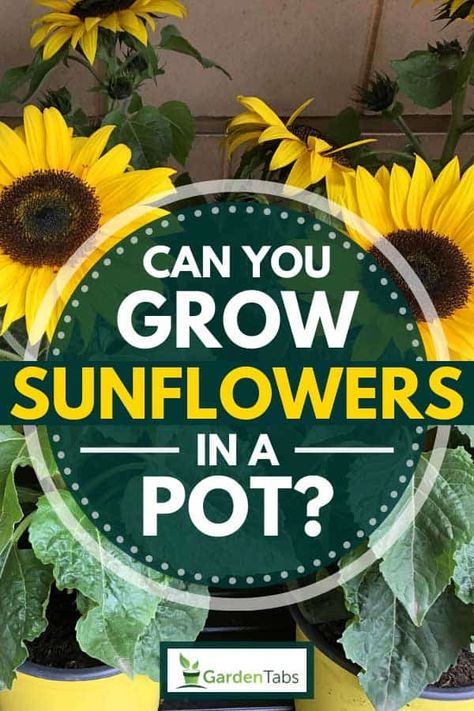 Can You Grow Sunflowers In A Pot? - Garden Tabs Growing Sunflowers In Containers, Sunflower Container Gardening, How To Grow Sunflowers In A Pot, Planting Sunflowers In Pots, Growing Sunflowers In Pots, Sunflower Planter Ideas, Sunflowers In Containers, Sunflowers In A Pot, Sunflower Garden Ideas