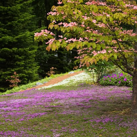 Natural Lawn Alternatives, Moss Lawn Aesthetic, Landscape Design Aesthetic, Creeping Thyme Yard, Wooly Thyme Ground Cover, Moss Lawn Front Yards, Red Creeping Thyme Lawn, Creeping Thyme Lawn, Meadow Lawn