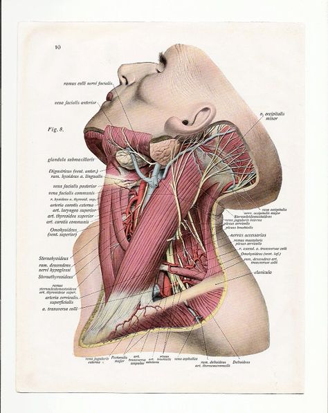 2 Vintage Illustrations Print medical 1933 skull skeleton anatomical anatomy page nude human body old anatomic freak diagram bones brain Medical Aesthetician, Basic Anatomy, Basic Anatomy And Physiology, Diagram Chart, Human Body Anatomy, Human Anatomy Art, Medical Anatomy, Vintage Medical, Anatomy Physiology