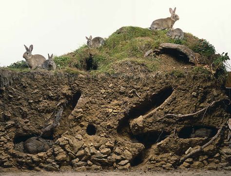 Rabbit burrow cross-section Rabbit Burrow, Burrowing Animals, Rabbit Shed, Animal Architecture, Animal Homes, All About Rabbits, Rabbit Houses, Wild Rabbit, Watership Down