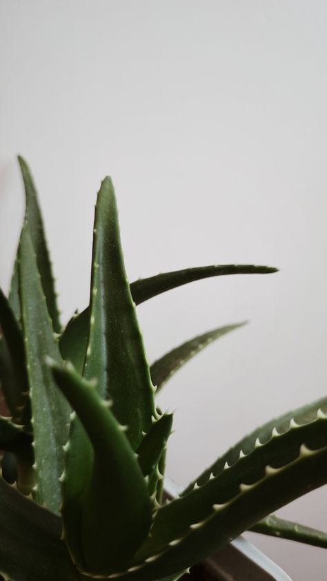 #plants #green #natural #nature #aloevera Aloe Vera Plant Aesthetic, Aloe Vera Aesthetic, Theme Iphone, Spa Logo, Lean Belly Juice, Belly Juice, Plants Green, Aloe Vera Plant, Lean Belly