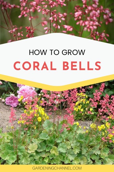 Learn to grow perennial coral bells in the flower garden. Coral bells produce beautiful foliage and flowers with height, making it a great choice for greenery and coral flowers. #gardeningchannel #gardening #flowergardening #growingflowers #perennials Coral Bells Landscaping, Heuchera Garden Ideas, Planting Flowers For Beginners, Tennessee Garden, Coral Bells Plant, Flowers For Beginners, Perennials Flowers, Coral Bells, Shade Gardens