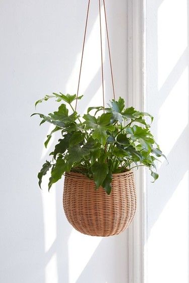 Hanging Plants Outdoor, Hanging Plants Diy, Hanging Plants Indoor, Bathroom Plants, Monstera Plant, Basket Design, Hanging Planter, Diy Plants, Hanging Planters