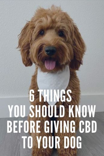 Cbd Oil For Dogs, Mct Oil Recipes, Dog Meds, Calming Treats For Dogs, Hemp Oil Benefits, Meds For Dogs, Cbd Dog Treats, Holistic Pet Care, Hemp Plant