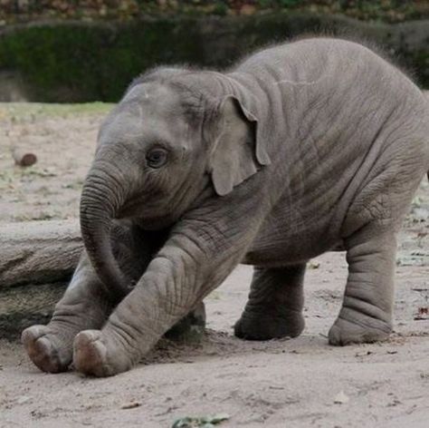 35 Pictures Of Baby Elephants Enjoying Their Moments Elephant Photography, Elephants Photos, Elephant Pictures, Baby Elefant, Baby Elephants, Save The Elephants, Asian Elephant, Elephant Lover, Elephant Love