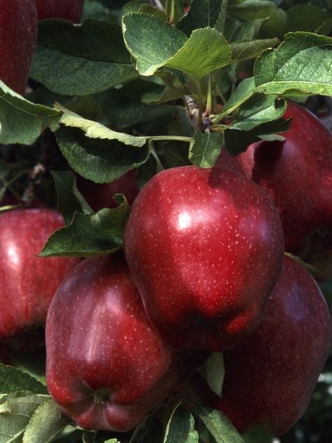 Bone meal is high is phosphorus, which promotes healthful fruit. Growing Apple Trees, Fruit Trees In Containers, Growing Tomatoes Indoors, Red Delicious Apples, Growing Fruit Trees, Fruit Photography, Apple Fruit, Apple Harvest, Growing Fruit