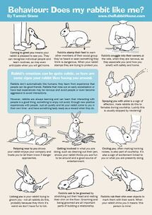 Bunny Age Chart, Where To Pet A Bunny, Bunny Owner Tips, Things To Know About Bunnies, Bunny Behavior Meaning, Things For Rabbits, Bunny Garden Ideas, Bunny Supplies List, Pet Bunny Care