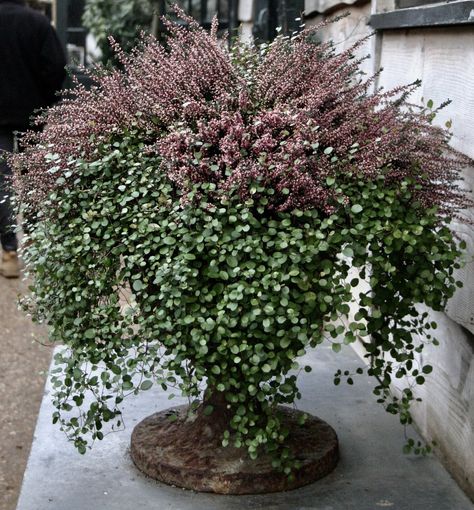 White Container Flowers, Winter Potted Plants, Florida Gardens, Winter Container Gardening, Winter Planter, Garden Obelisk, Porch Planters, Earthly Delights, Garden Hacks