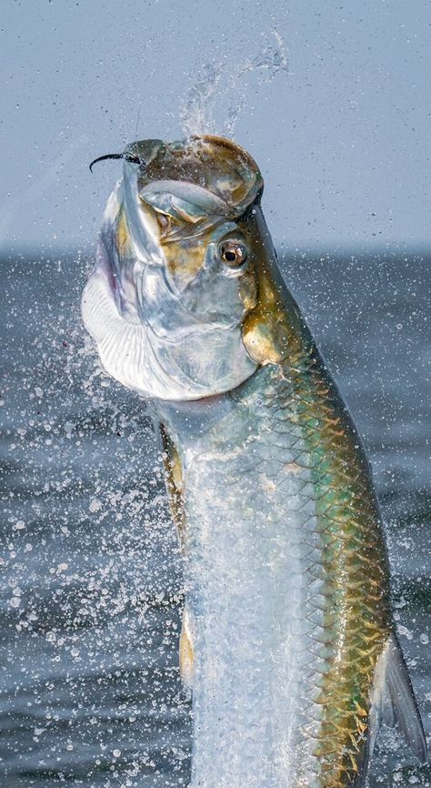 On the trail of the 'Silver King': Researchers reveal unprecedented look at tarpon migration Tarpon Fish, Fishing Boat, Tarpon Fishing, Salt Water Fish, Environmental Conservation, All Fish, Fishing Guide, Fish Swimming, Fish Scales