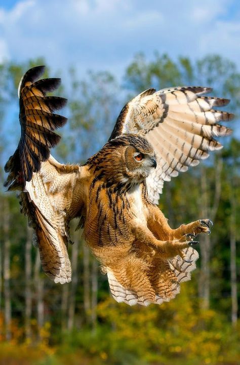 Nature Aesthetic Art, Burrowing Animals, Owl Flying, Majestic Birds, Owl In Flight, Eurasian Eagle Owl, Owl Photography, Animal Tattoo Ideas, Eagle Owl