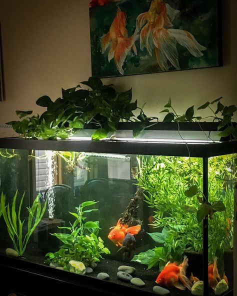 Pretty Goldfish Tank, Natural Goldfish Aquarium, Cute Goldfish Tank, 10 Gallon Goldfish Tank, Goldfish Planted Tank, Small Goldfish Tank, Dark Academia Fish Tank, Fish Tank Goldfish, Fancy Goldfish Tank Setup