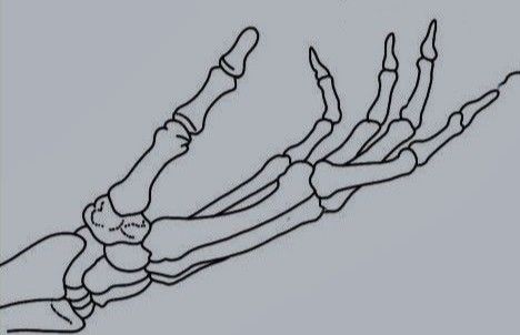 Skeleton Hand Side View, Skeleton Hand Illustration, Skeleton Hand Reaching Out, Skeletal Hand Drawing, Skeleton Hand Drawing Reference, Skeleton Hand Poses, Bone Hand Drawing, Skeleton Hand Drawing, Lip Tutorial Drawing