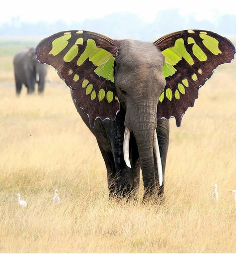 Elephant Butterfly, Animal Mashups, Butterfly Transformation, Illustrated Art, Elephant Ears, Rare Animals, Butterfly Wing, Elephant Art, Chocolate Color