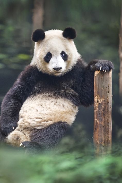 Angie Panda Lindo, Giant Pandas, Panda Panda, Panda Gifts, Panda Bears, Panda Love, Giant Panda, Cute Panda, Animal Tattoos