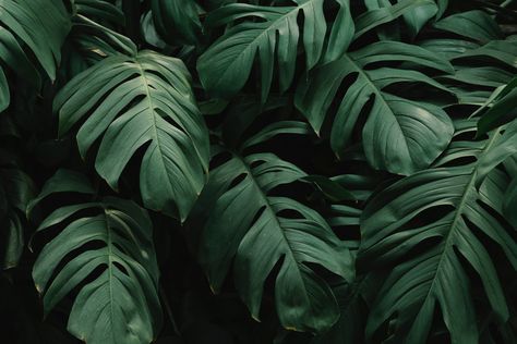 #beautiful green leaves #monstera #5K #wallpaper #hdwallpaper #desktop Green Leaf Background, Wallpaper Macbook, Leaf Texture, Wallpaper Laptop, Plant Wallpaper, Summer Backgrounds, Leaf Background, Aesthetic Desktop Wallpaper, Leaf Wallpaper