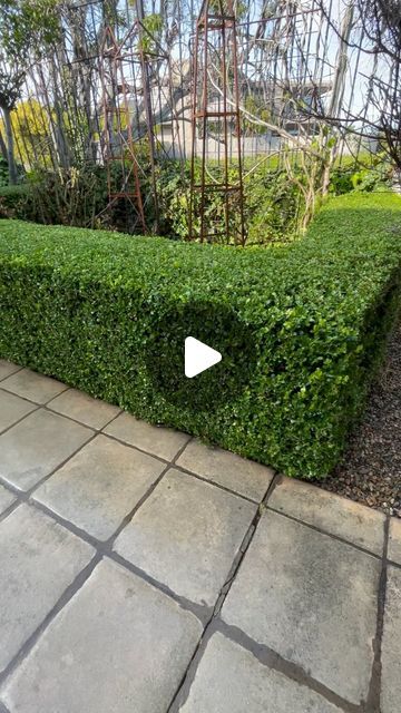 Valerio Landscaping on Instagram: "Japanese boxwood freshly trimmed" Boxwood Landscaping Front Yard, Indian Hawthorn, Japanese Boxwood, Boxwood Landscaping, Tall Shrubs, Snow Maiden, Landscaping Front Yard, Backyard Diy Projects, Backyard Projects